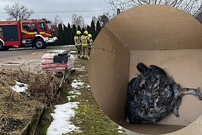 Sowa w kominie i olej na ulicy. Najdziwniejsze akcje strażaków tego tygodnia