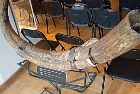 Cios mamuta z podpułtuskiego Gnojna?