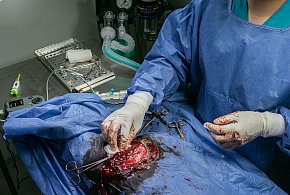 Twierdzą, że tu pomoże tylko kastracja