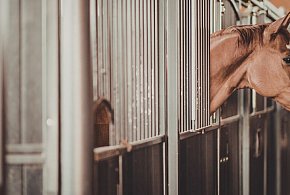 Koń w potrzasku! Nietypowa interwencja strażaków