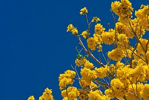 W niedzielę wielkanocną do 21 st. C z możliwym burzam