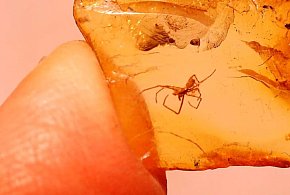 Ciekawe odkrycie pułtuskiego nauczyciela