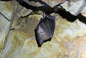 Tajemnice pułtuskich piwnic wyjdą na jaw. Będzie też obserwacja nietoperzy