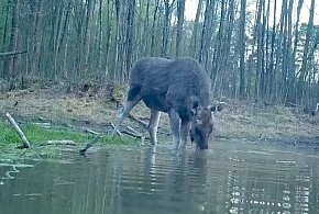 Łoś na nagraniu z Pułtuska! Eksperci tłumaczą, co się dzieje