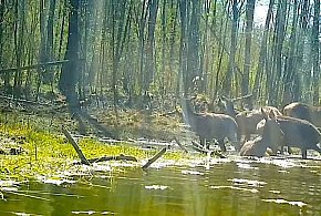 Jelenie przyłapane na… SPA! Nagranie spod Pułtuska hitem sieci