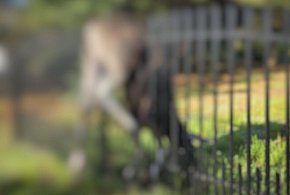 Łoś utknął na ogrodzeniu, quad dachował. Tydzień strażaków w powiecie