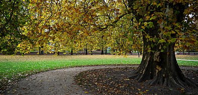 Drzewa gubią liście wcześniej niż zwykle-32124