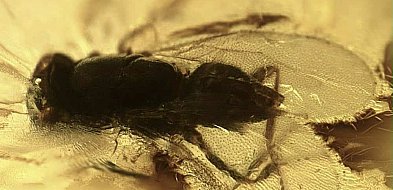 Osa sprzed milionów lat znaleziona przez nauczyciela z Płocochowa-35221