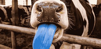 Rolnicy muszą wiedzieć. Pułtusk w strefie zagrożenia