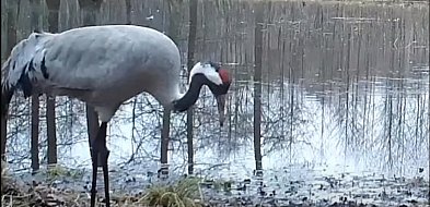 Spektakl nad bagnami pod Pułtuskiem. Tak zaczyna się wiosna