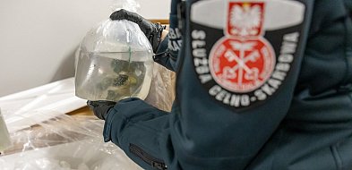 Udaremniony przemyt prawie 1,5 tony rafy koralowej