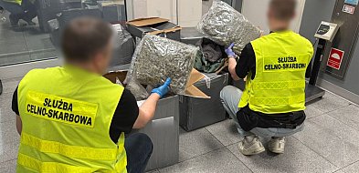 50 kg marihuany o wartości prawie 2,5 mln zł. ukryte w odzieży