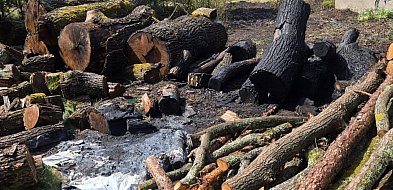 Ogień w lasach i na posesjach. Aż 15 interwencji straży