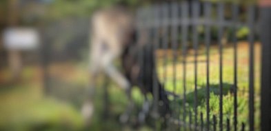 Łoś utknął na ogrodzeniu, quad dachował. Tydzień strażaków w powiecie