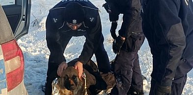 Policjanci uratowali przymarzniętego do drogi psa