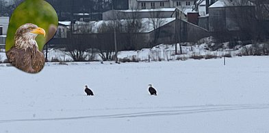 Orły na polu pod Pułtuskiem! Czy to bieliki? Mamy film z okolic Zator