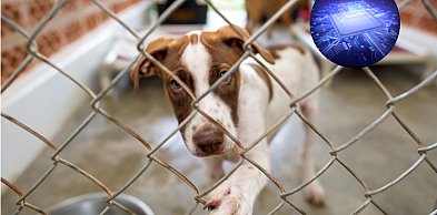 Każdy pies w Polsce będzie zaczipowany