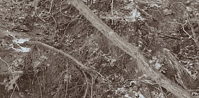 Tajemnicze wykopy w lesie koło Pułtuska. Leśnicy ujawniają prawdę