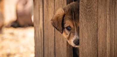 Mazowieckie. Kolejne schronisko dla zwierząt zamknięte