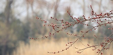 W przyszłym tygodniu w prognozach modeli pogodowych widać wiosenną aurę