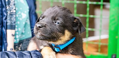 Gmina Sońsk chce płacić 1,5 tys. zł za adoptowanie psa