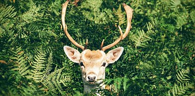 „Rogate złoto” w powiecie pułtuskim: gdzie szukać i czego nie robić