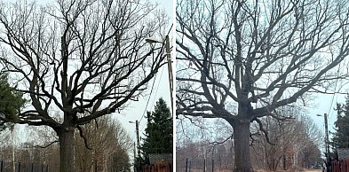 Ten dąb w Grabówcu przeszedł „operację”