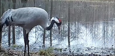 Spektakl nad bagnami pod Pułtuskiem. Tak zaczyna się wiosna