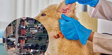 Kto płaci za leczenie potrąconego zwierza? W Pułtusku to też jest w umowie