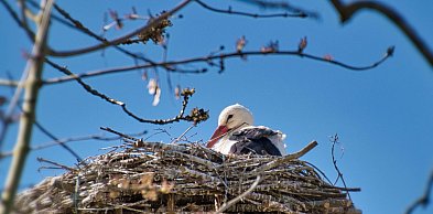 Witamy astronomiczną wiosnę