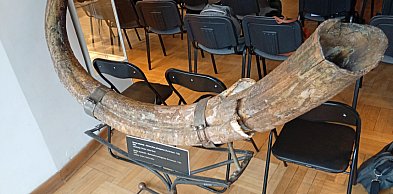 Cios mamuta z podpułtuskiego Gnojna?