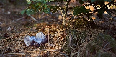 Kary za zaśmiecanie lasów mają być wyższe