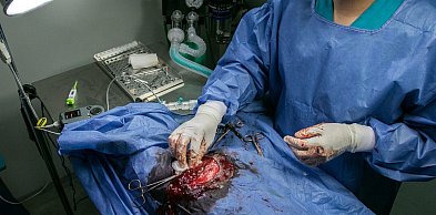 Twierdzą, że tu pomoże tylko kastracja