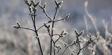 W najbliższych dniach wahania temperatury; IMGW ostrzega przed przymrozkami