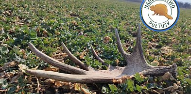 Znalazł to na polu pod Pułtuskiem. Wartość? Zależy od wielu czynników