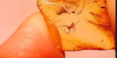 Ciekawe odkrycie pułtuskiego nauczyciela