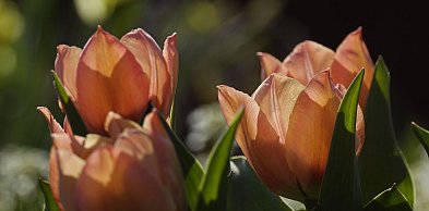 Na trwałe ocieplenie trzeba poczekać