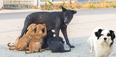 Kto dostał pieniądze na zwierzęta? Lista gmin już dostępna