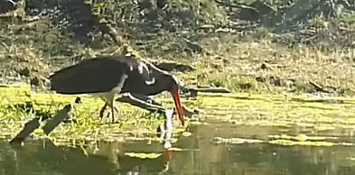 Hajstra na polowaniu w Nadleśnictwie Pułtusk