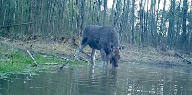 Łoś na nagraniu z Pułtuska! Eksperci tłumaczą, co się dzieje