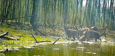 Jelenie przyłapane na… SPA! Nagranie spod Pułtuska hitem sieci