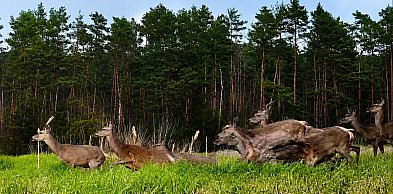 Fotopułapka w Pułtusku nagrała moment, który zachwycił leśników