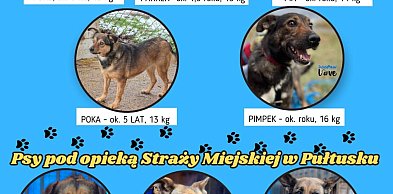 Psy czekają na dom – adoptuj przyjaciela z gminy Pułtusk