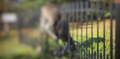 Łoś utknął na ogrodzeniu, quad dachował. Tydzień strażaków w powiecie
