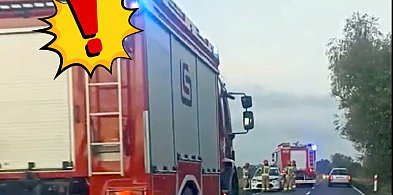 Dramatyczne zdarzenie na trasie Pułtusk–Winnica! Łoś staranował auto-32207