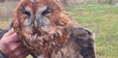 Sowa w kominie w Zambskach! Leśnicy uratowali ją w ostatniej chwili!-33891