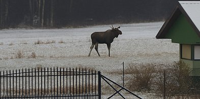 Łosie atakują drogi w powiecie pułtuskim! Dwa zderzenia w jeden weekend-34062