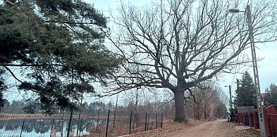 Czy pomnikowe drzewo przetrwa kolejne lata? Tomografia wszystko wyjaśni!-34230