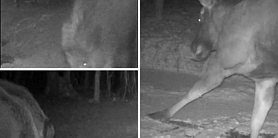 Zobacz, co robią zwierzęta zimą w lasach pod Pułtuskiem [FILM]-35323