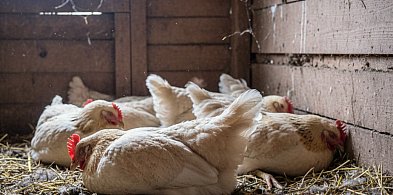 Pułtusk na granicy strefy zagrożenia. Drób pod ścisłą kontrolą